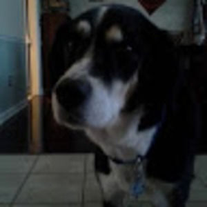 Meet your Posher, Ayush.1342